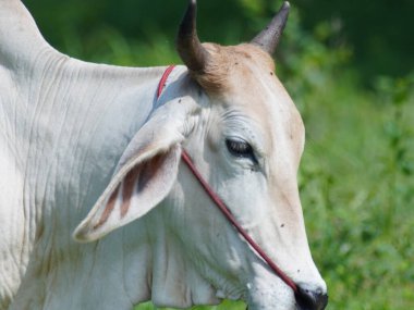 Kırsal çayırlardaki Tayland inekleri. İnekler doğal olarak ot yerler..
