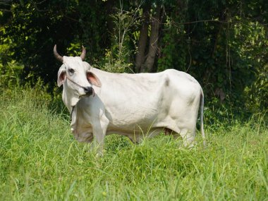 Kırsal çayırlardaki Tayland inekleri. İnekler doğal olarak ot yerler..