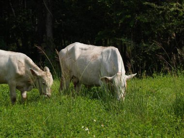 Kırsal çayırlardaki Tayland inekleri. İnekler doğal olarak ot yerler..