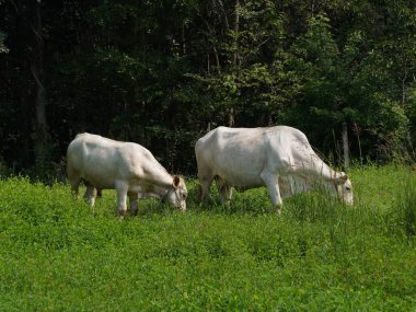 Kırsal çayırlardaki Tayland inekleri. İnekler doğal olarak ot yerler..