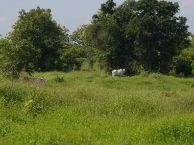 Kırsal çayırlardaki Tayland inekleri. İnekler doğal olarak ot yerler..