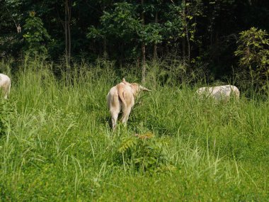 Kırsal çayırlardaki Tayland inekleri. İnekler doğal olarak ot yerler..