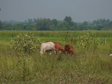 Kırsal çayırlardaki Tayland inekleri. İnekler doğal olarak ot yerler..