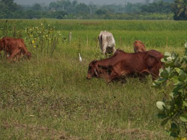 Kırsal çayırlardaki Tayland inekleri. İnekler doğal olarak ot yerler..