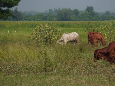 Kırsal çayırlardaki Tayland inekleri. İnekler doğal olarak ot yerler..