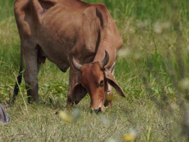 Kırsal çayırlardaki Tayland inekleri. İnekler doğal olarak ot yerler..