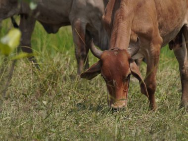 Kırsal çayırlardaki Tayland inekleri. İnekler doğal olarak ot yerler..