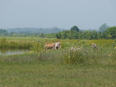 Kırsal çayırlardaki Tayland inekleri. İnekler doğal olarak ot yerler..