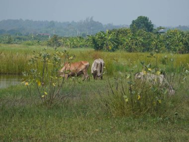 Kırsal çayırlardaki Tayland inekleri. İnekler doğal olarak ot yerler..