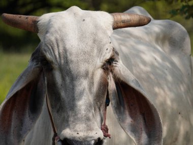 Kırsal çayırlardaki Tayland inekleri. İnekler doğal olarak ot yerler..