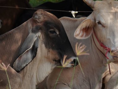 Kırsal çayırlardaki Tayland inekleri. İnekler doğal olarak ot yerler..