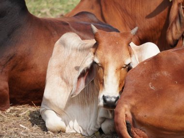 Kırsal çayırlardaki Tayland inekleri. İnekler doğal olarak ot yerler..