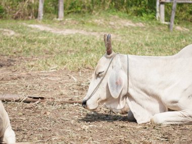 Kırsal çayırlardaki Tayland inekleri. İnekler doğal olarak ot yerler..
