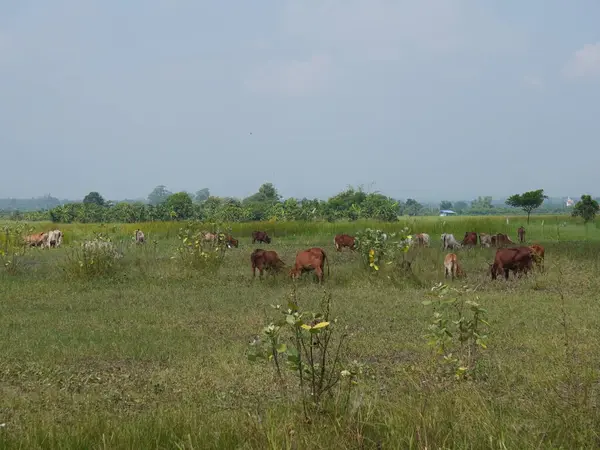 Kırsal çayırlardaki Tayland inekleri. İnekler doğal olarak ot yerler..