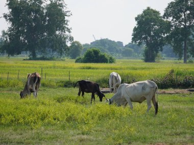 Kırsal çayırlardaki Tayland inekleri. İnekler doğal olarak ot yerler..