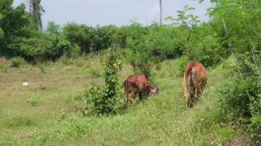 Kırsal çayırlardaki Tayland inekleri. İnekler doğal olarak ot yerler..