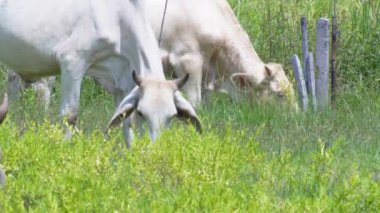 Kırsal çayırlardaki Tayland inekleri. İnekler doğal olarak ot yerler..