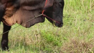 Kırsal çayırlardaki Tayland inekleri. İnekler doğal olarak ot yerler..