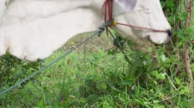 Kırsal çayırlardaki Tayland inekleri. İnekler doğal olarak ot yerler..