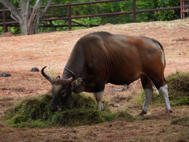 Banteng Herd Besleniyor Çevreleme Banteng Herd Besleniyor.