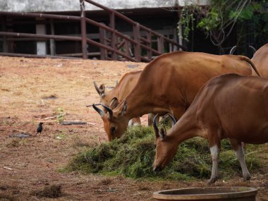 Banteng Herd Besleniyor Çevreleme Banteng Herd Besleniyor.