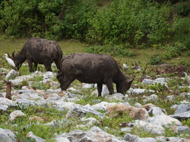 Yoğun Yeşillikte Bufalo otlaması