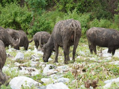 Buffalo Grazing in Dense Greenery clipart