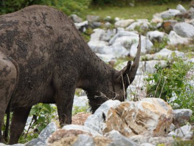 Buffalo Grazing in Dense Greenery clipart