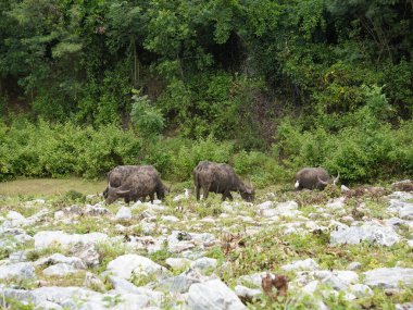 Yoğun Yeşillikte Bufalo otlaması