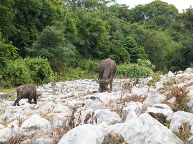 Buffalo Grazing in Dense Greenery clipart