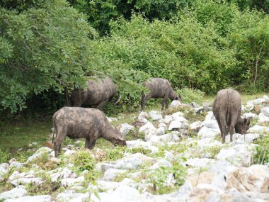 Yoğun Yeşillikte Bufalo otlaması