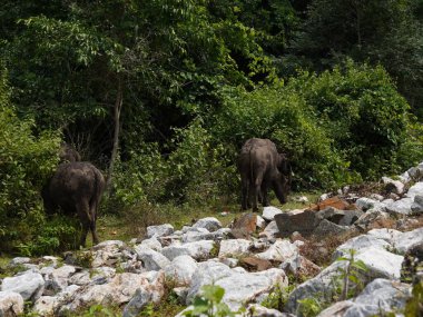 Buffalo Grazing in Dense Greenery clipart