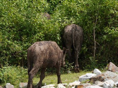 Yoğun Yeşillikte Bufalo otlaması
