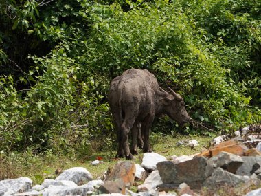 Buffalo Grazing in Dense Greenery clipart