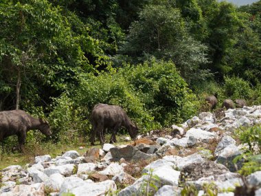 Yoğun Yeşillikte Bufalo otlaması