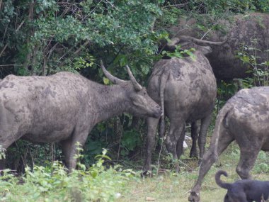 Yoğun Yeşillikte Bufalo otlaması