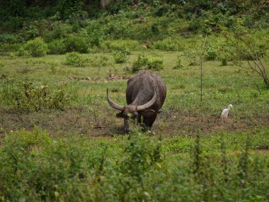 Yoğun Yeşillikte Bufalo otlaması