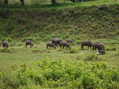 Yoğun Yeşillikte Bufalo otlaması