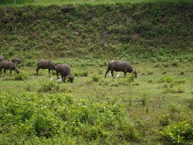 Yoğun Yeşillikte Bufalo otlaması