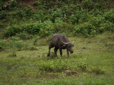 Yoğun Yeşillikte Bufalo otlaması