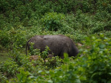 Yoğun Yeşillikte Bufalo otlaması