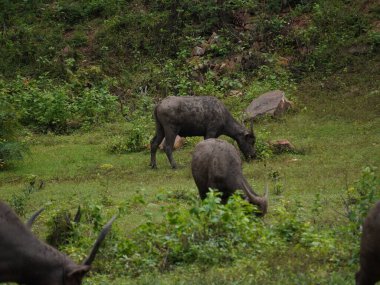 Yoğun Yeşillikte Bufalo otlaması