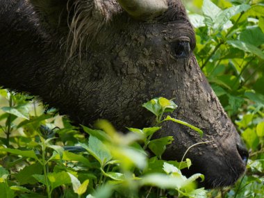 Yoğun Yeşillikte Bufalo otlaması