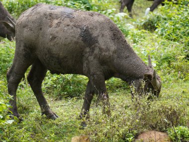 Yoğun Yeşillikte Bufalo otlaması