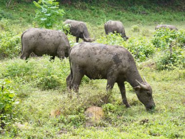 Yoğun Yeşillikte Bufalo otlaması