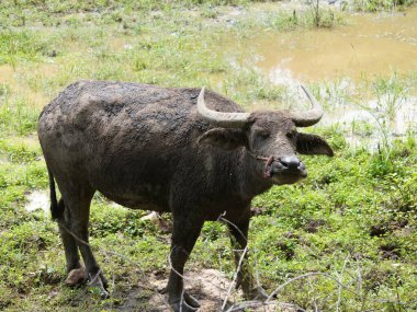 Yoğun Yeşillikte Bufalo otlaması