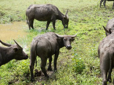 Yoğun Yeşillikte Bufalo otlaması
