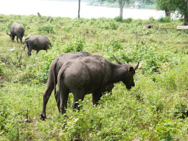 Yoğun Yeşillikte Bufalo otlaması