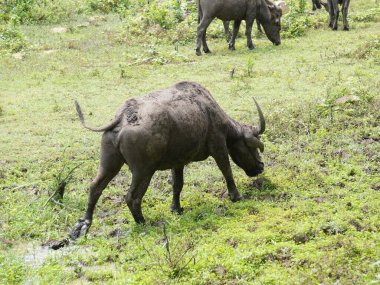 Yoğun Yeşillikte Bufalo otlaması