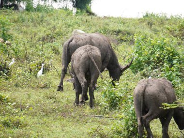 Yoğun Yeşillikte Bufalo otlaması